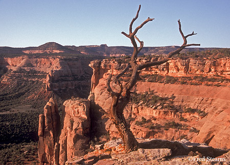 Colorado National Monument Juniper